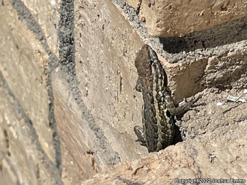 Eastern Side-blotched Lizard (Uta stansburiana stejnegeri)