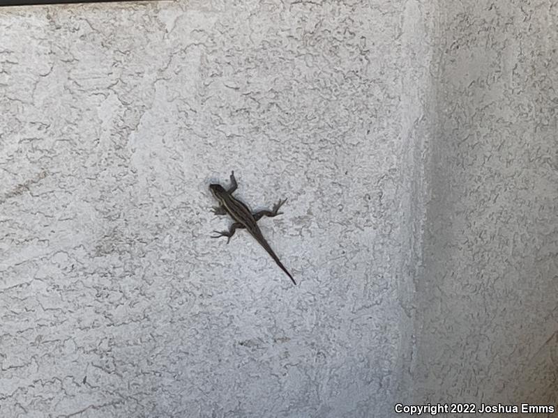 Southwestern Fence Lizard (Sceloporus cowlesi)