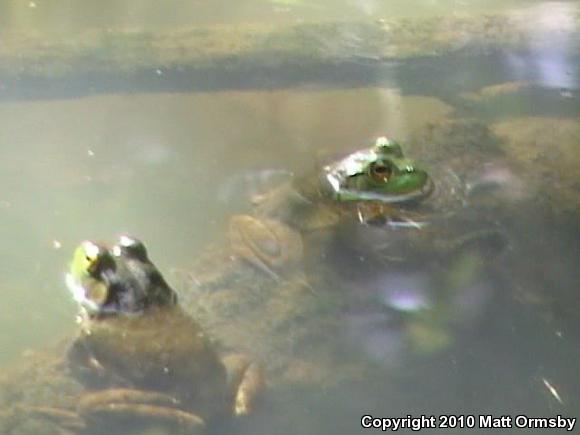 American Bullfrog (Lithobates catesbeianus)