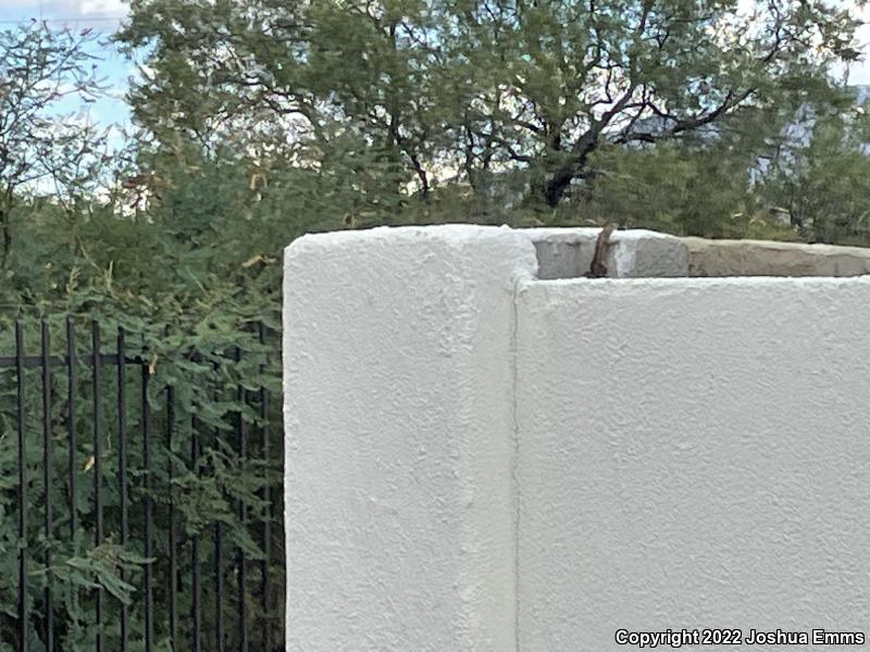 Southwestern Fence Lizard (Sceloporus cowlesi)