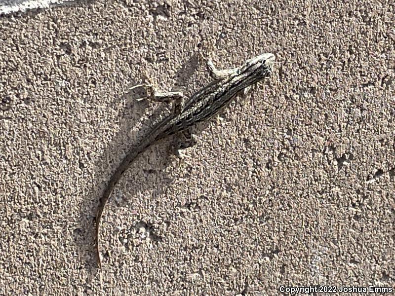 Southwestern Fence Lizard (Sceloporus cowlesi)