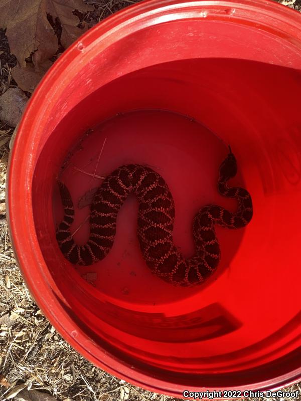 Southern Pacific Rattlesnake (Crotalus oreganus helleri)