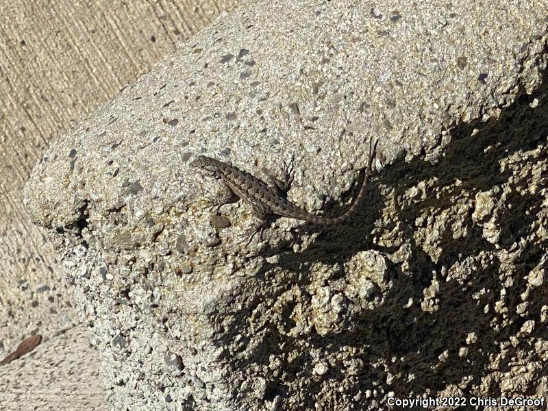 Western Fence Lizard (Sceloporus occidentalis)