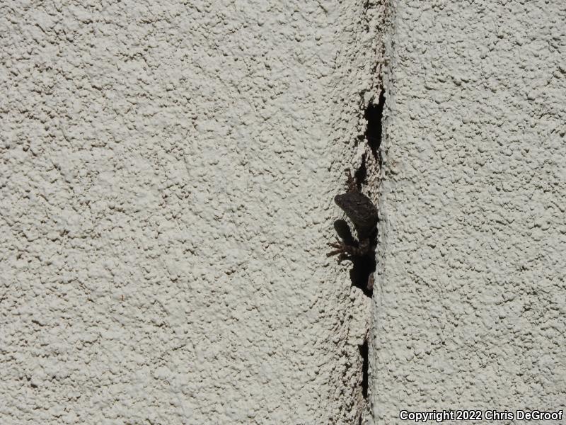 Brown Anole (Anolis sagrei)