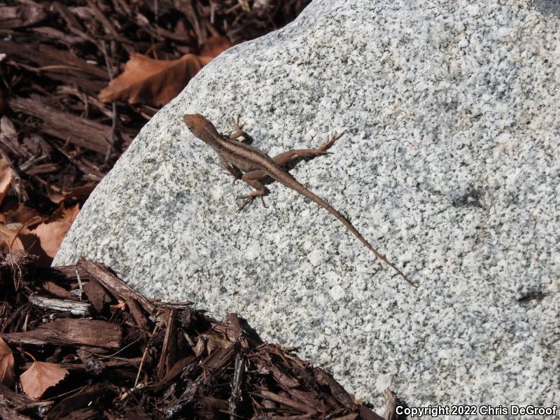 Brown Anole (Anolis sagrei)