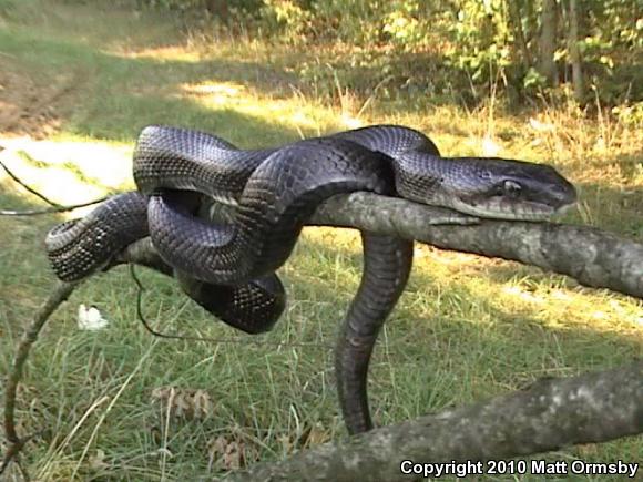 Black Ratsnake (Pantherophis obsoletus)