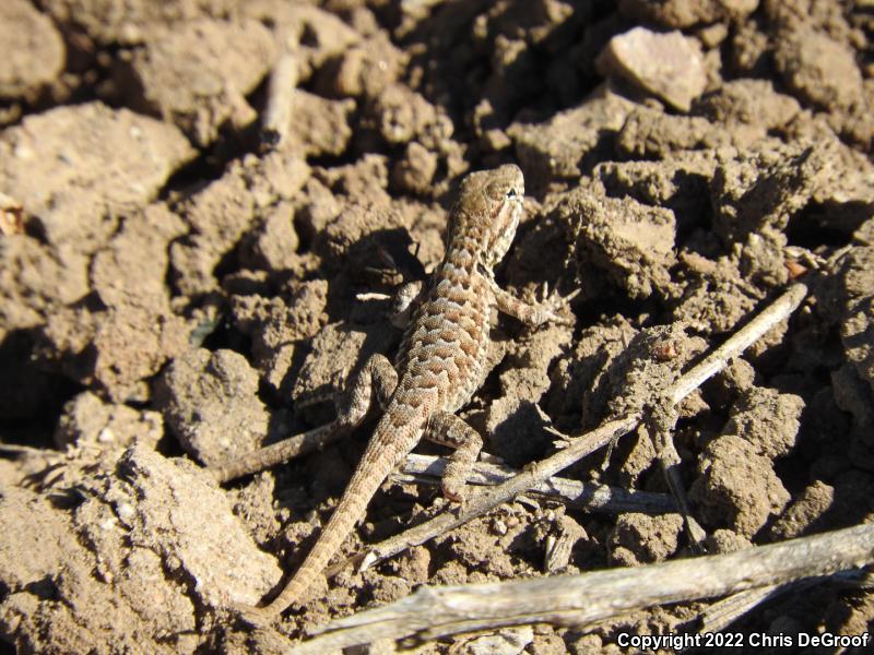 Western Side-blotched Lizard (Uta stansburiana elegans)