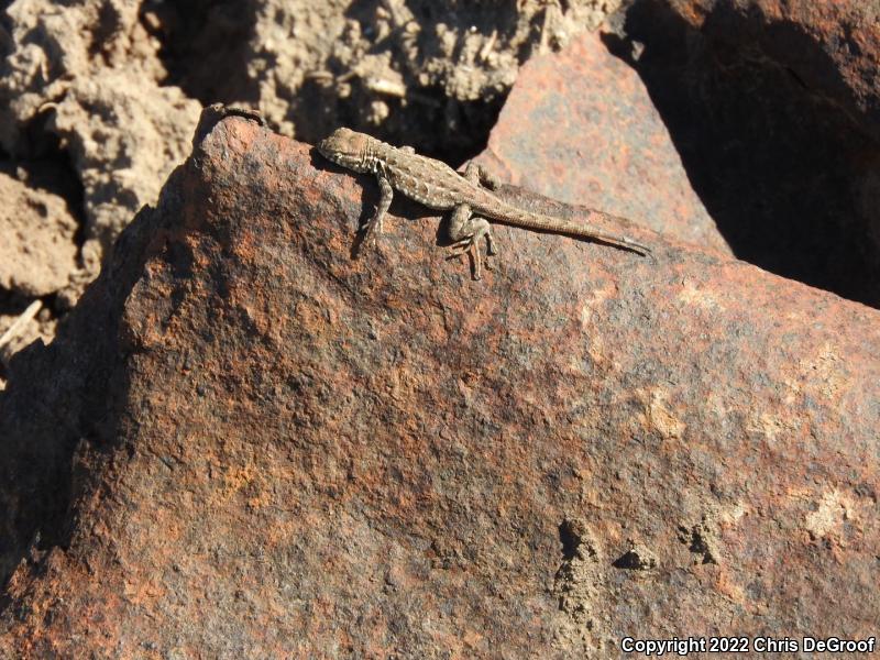 Western Side-blotched Lizard (Uta stansburiana elegans)