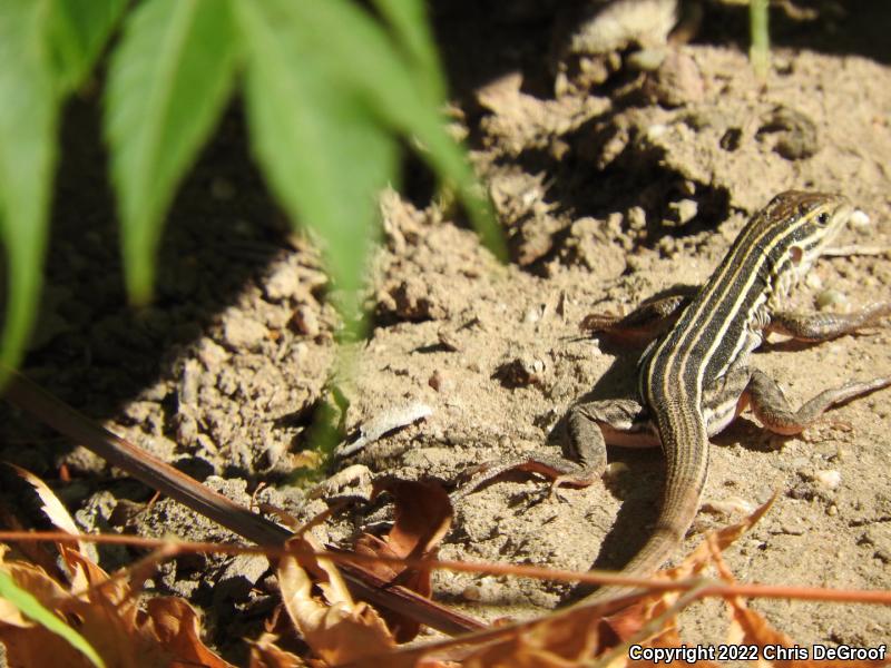 Sonoran Spotted Whiptail (Aspidoscelis sonorae)