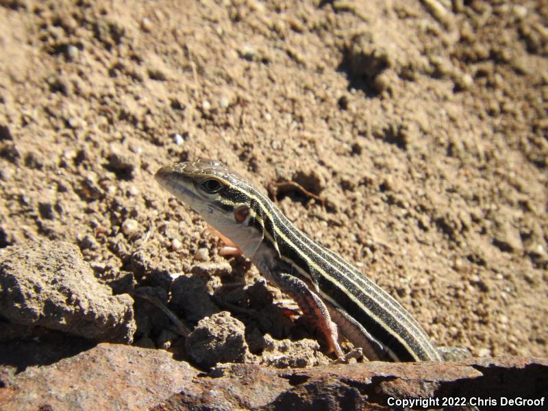 Sonoran Spotted Whiptail (Aspidoscelis sonorae)