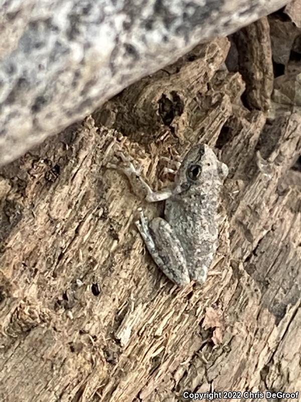 California Treefrog (Pseudacris cadaverina)