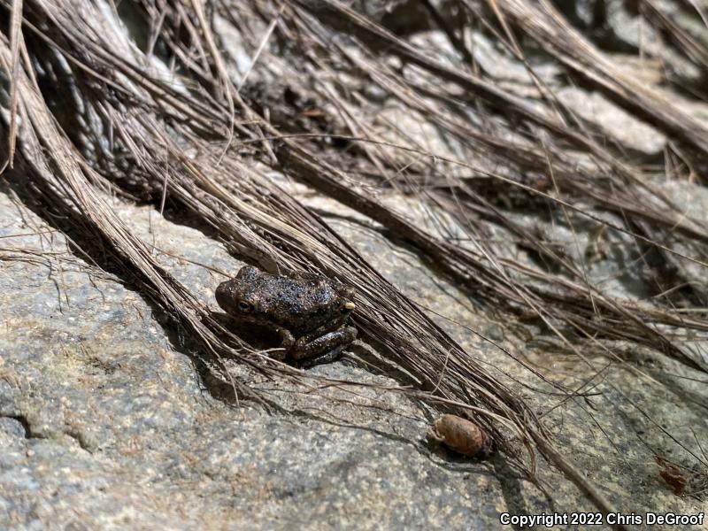 California Treefrog (Pseudacris cadaverina)