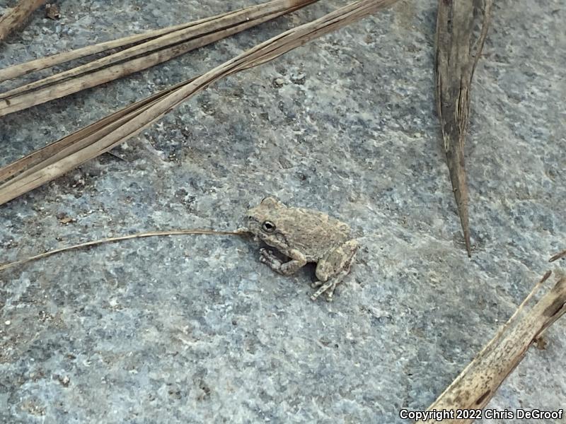 California Treefrog (Pseudacris cadaverina)