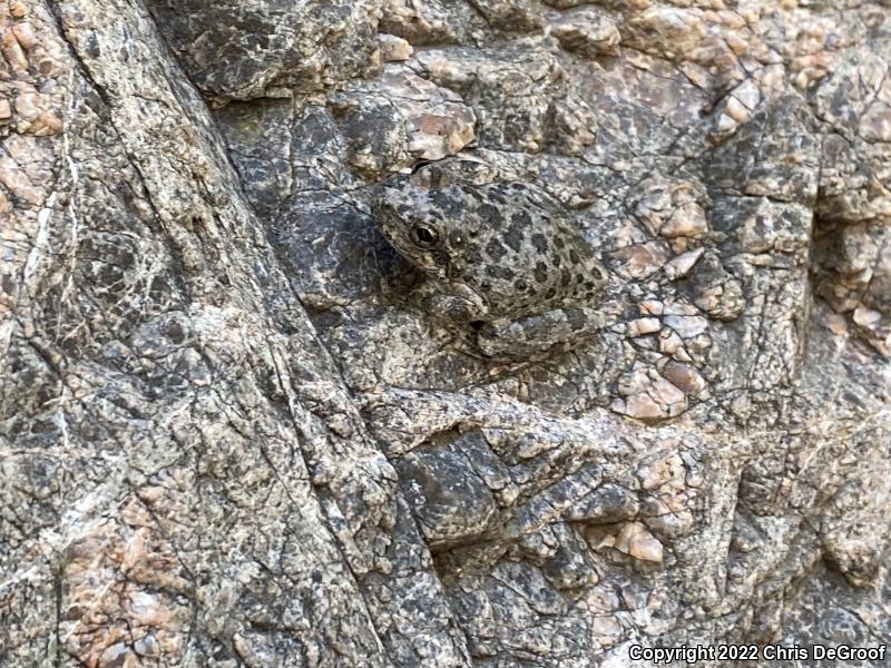 California Treefrog (Pseudacris cadaverina)