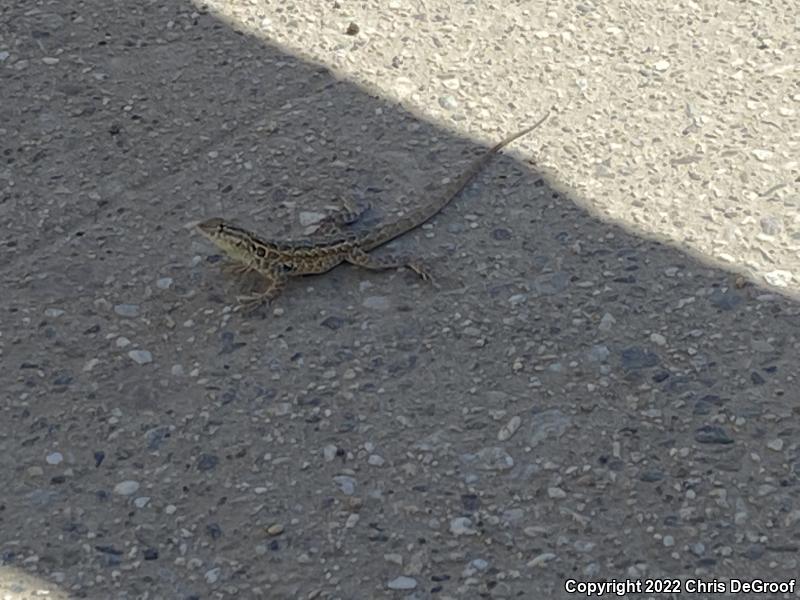 Western Side-blotched Lizard (Uta stansburiana elegans)