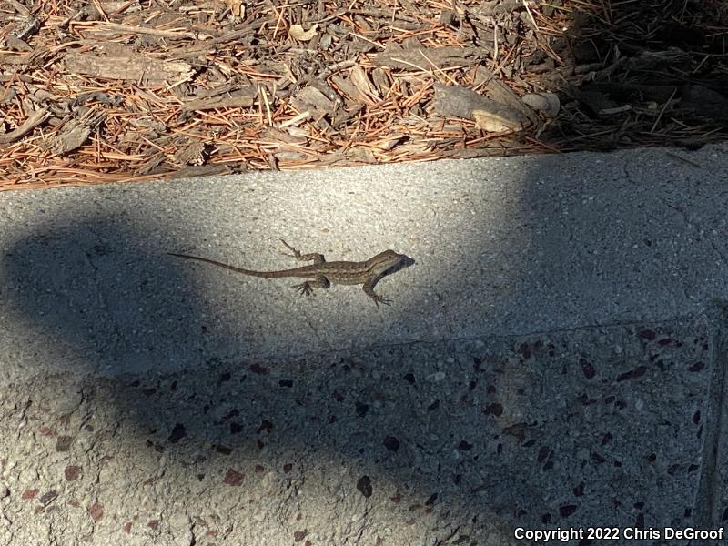 Western Fence Lizard (Sceloporus occidentalis)