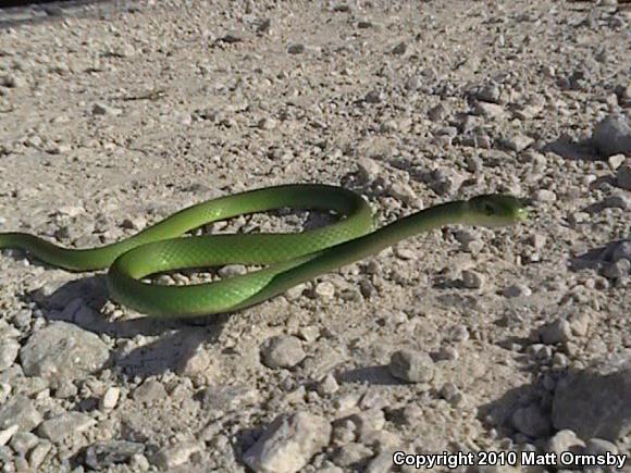 Northern Rough Greensnake (Opheodrys aestivus aestivus)