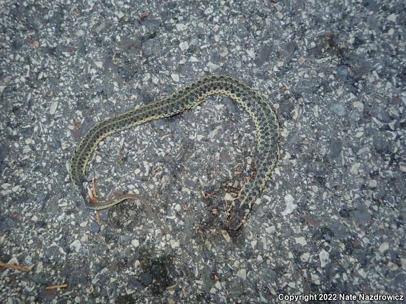 Eastern Gartersnake (Thamnophis sirtalis sirtalis)