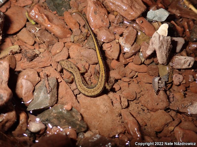 Northern Two-lined Salamander (Eurycea bislineata)