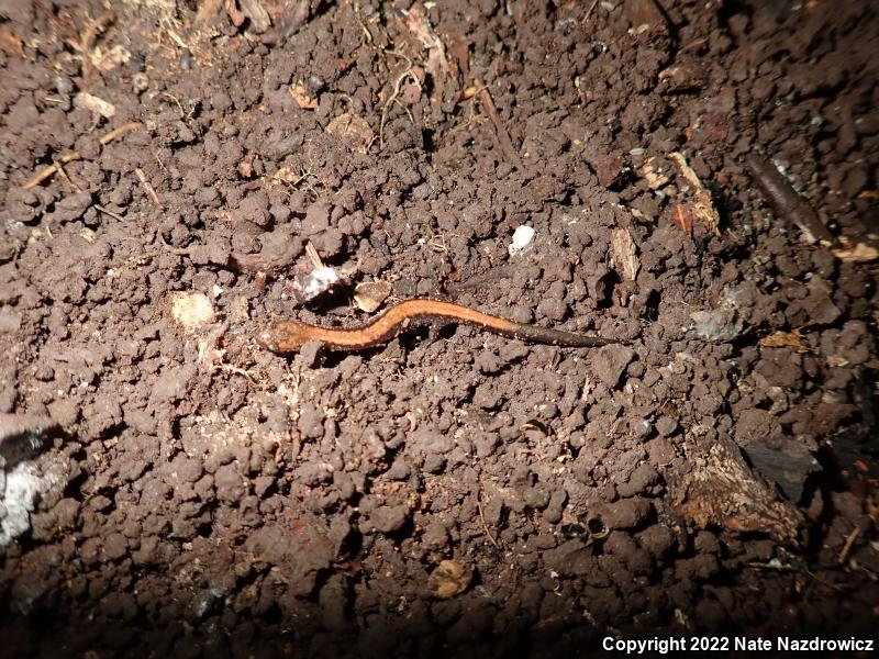 Eastern Red-backed Salamander (Plethodon cinereus)