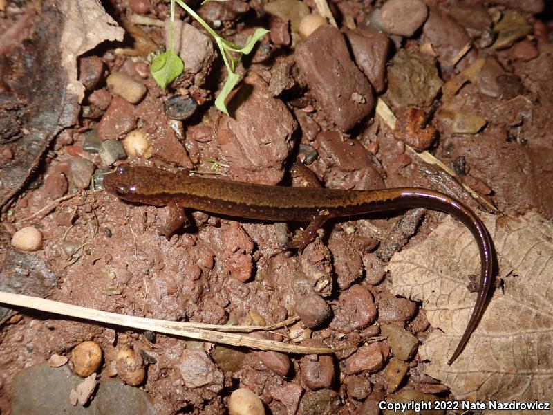 Northern Two-lined Salamander (Eurycea bislineata)