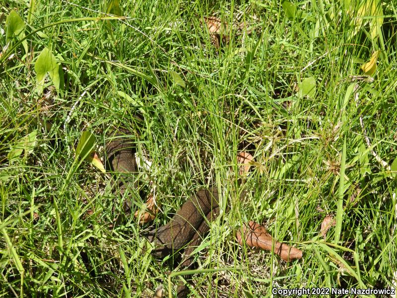 Northern Watersnake (Nerodia sipedon sipedon)