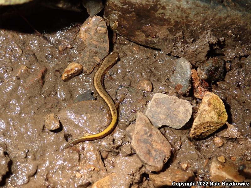 Northern Two-lined Salamander (Eurycea bislineata)