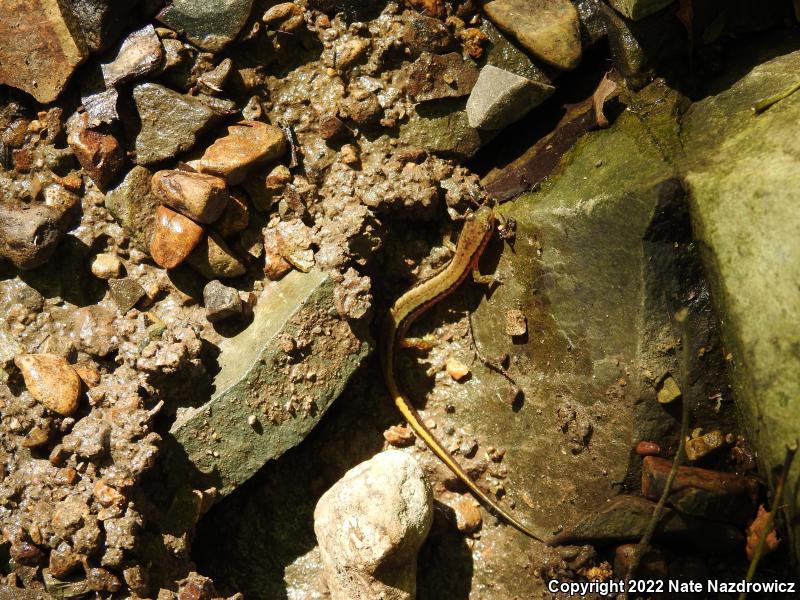 Northern Two-lined Salamander (Eurycea bislineata)