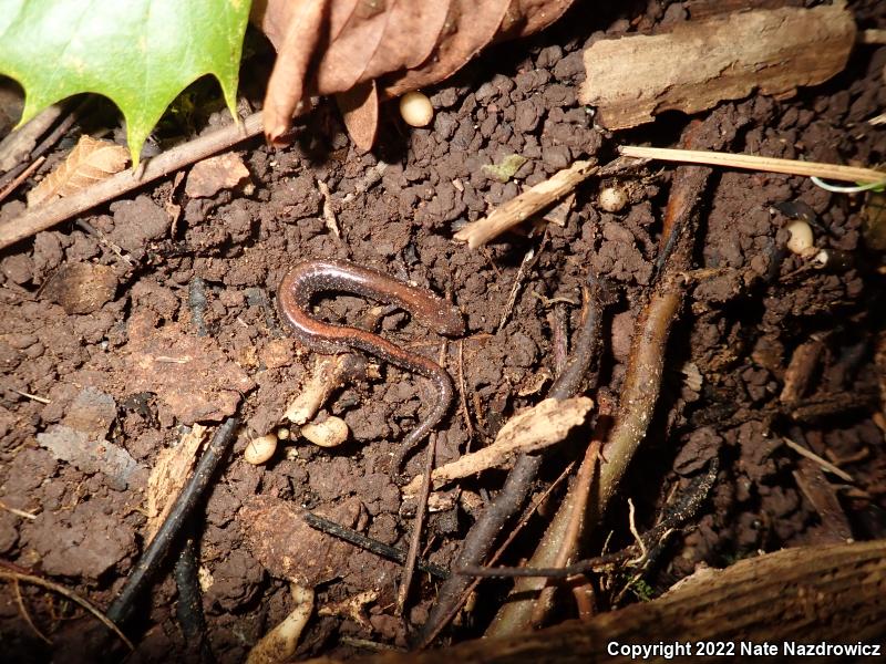 Eastern Red-backed Salamander (Plethodon cinereus)