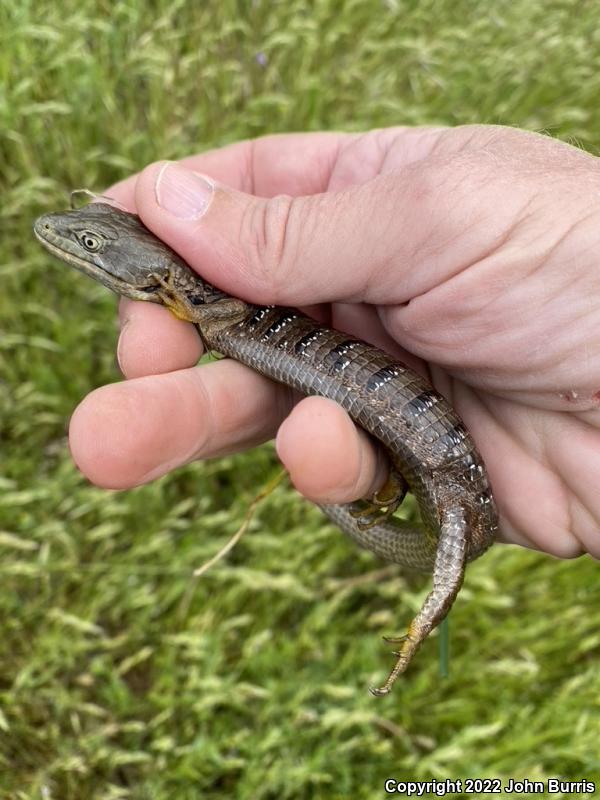 Oregon Alligator Lizard (Elgaria multicarinata scincicauda)