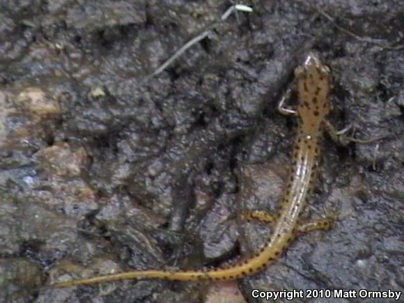 Long-tailed Salamander (Eurycea longicauda longicauda)