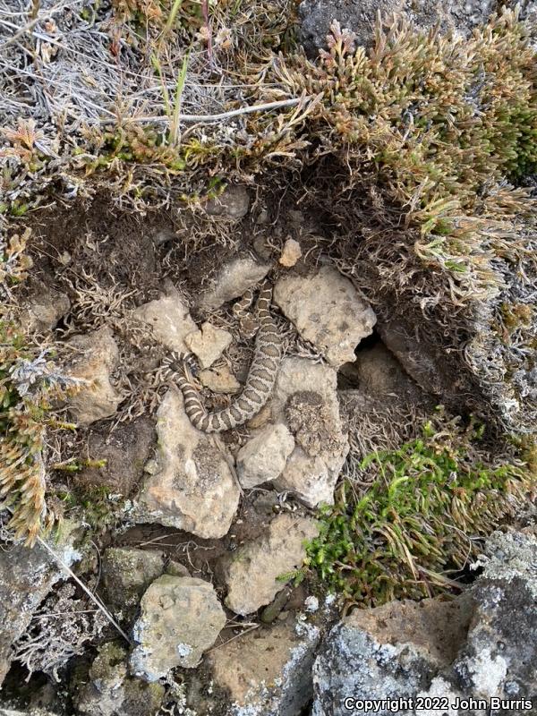 Northern Pacific Rattlesnake (Crotalus oreganus oreganus)