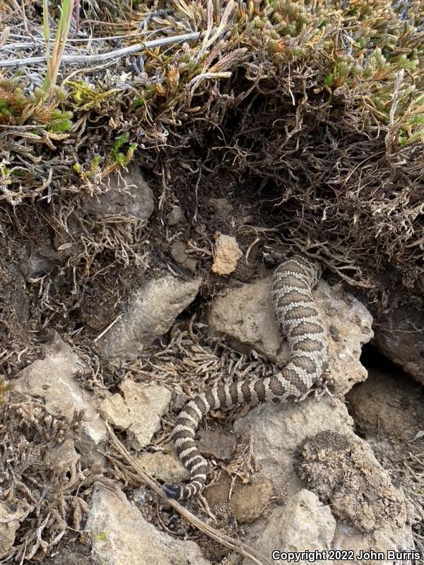 Northern Pacific Rattlesnake (Crotalus oreganus oreganus)