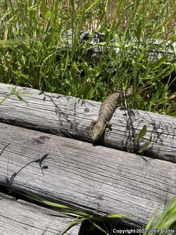 Southern Alligator Lizard (Elgaria multicarinata)