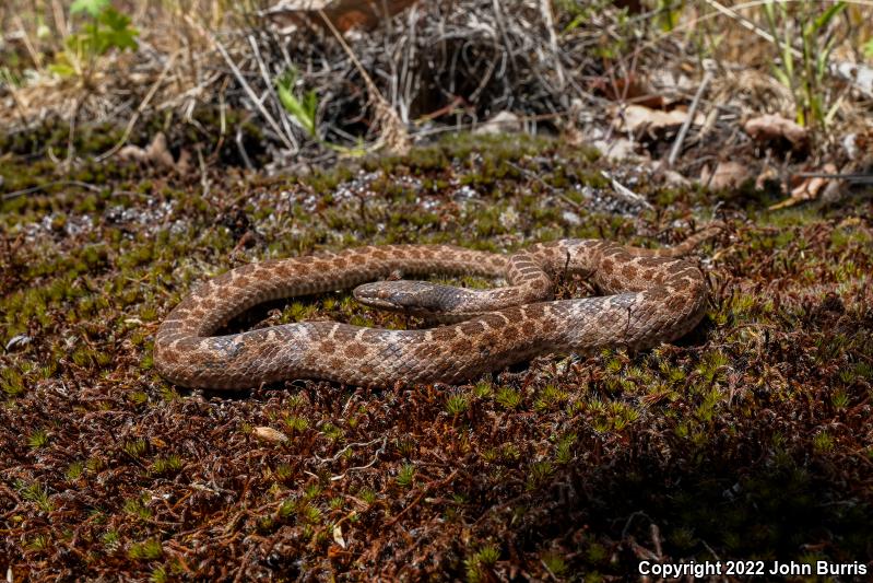 Desert Nightsnake (Hypsiglena chlorophaea deserticola)