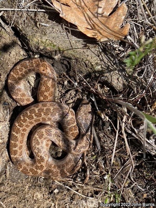 Desert Nightsnake (Hypsiglena chlorophaea deserticola)