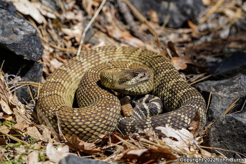 Northern Pacific Rattlesnake (Crotalus oreganus oreganus)