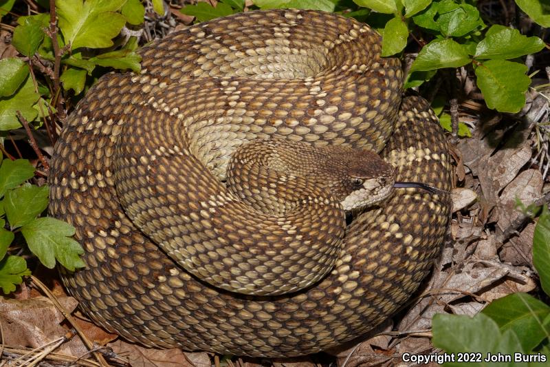 Northern Pacific Rattlesnake (Crotalus oreganus oreganus)