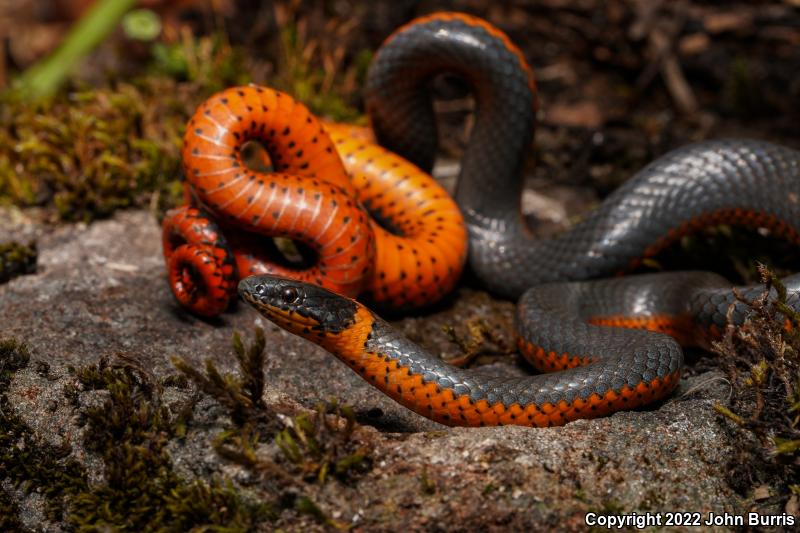 Northwestern Ring-necked Snake (Diadophis punctatus occidentalis)