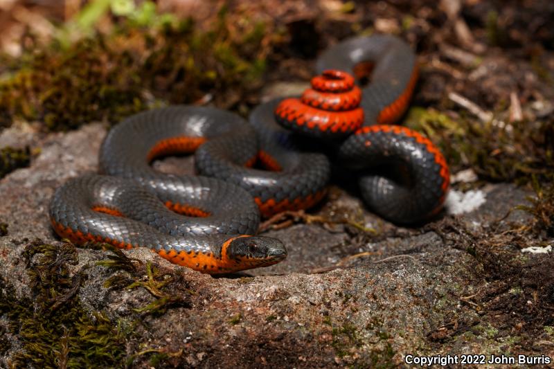 Northwestern Ring-necked Snake (Diadophis punctatus occidentalis)