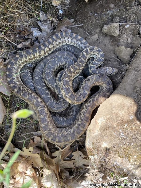 Bullsnake (Pituophis catenifer sayi)