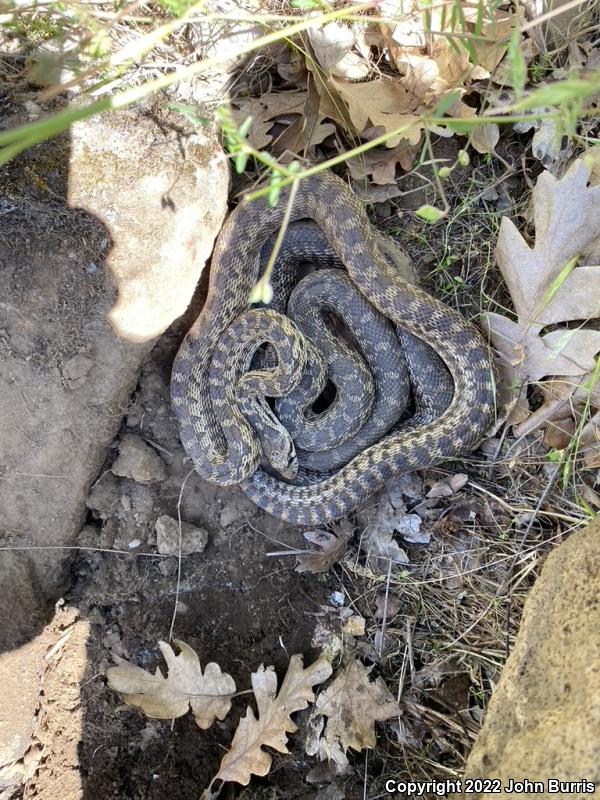 Bullsnake (Pituophis catenifer sayi)