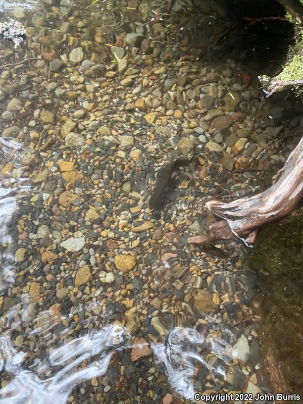 Rough-skinned Newt (Taricha granulosa)