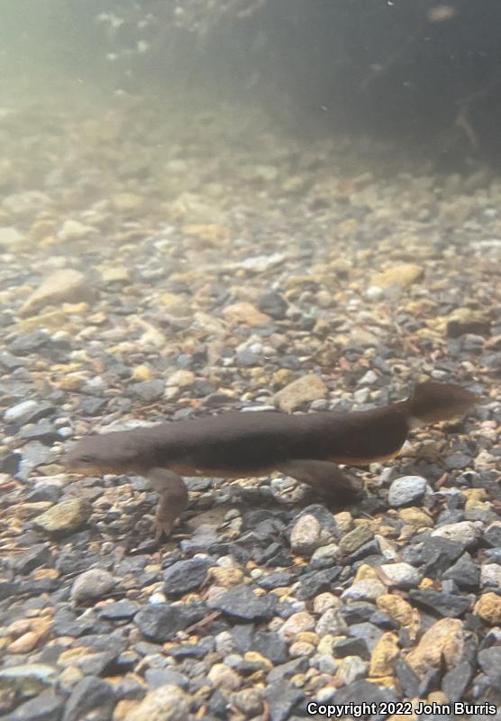 Rough-skinned Newt (Taricha granulosa)