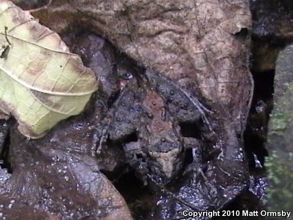 Eastern Cricket Frog (Acris crepitans crepitans)