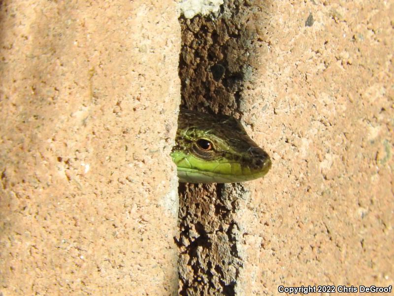 Italian Wall Lizard (Podarcis sicula)