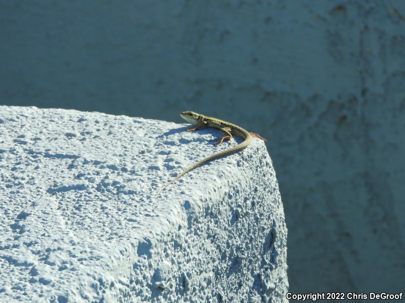 Italian Wall Lizard (Podarcis sicula)