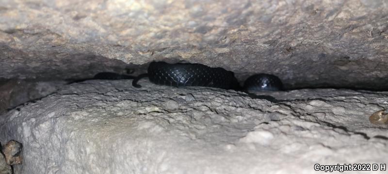 Northern  Black Racer (Coluber constrictor constrictor)