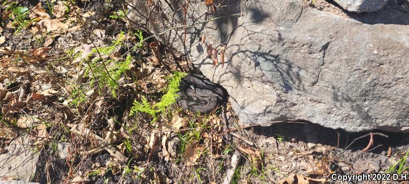 Timber Rattlesnake (Crotalus horridus)