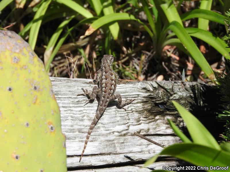 Western Fence Lizard (Sceloporus occidentalis)